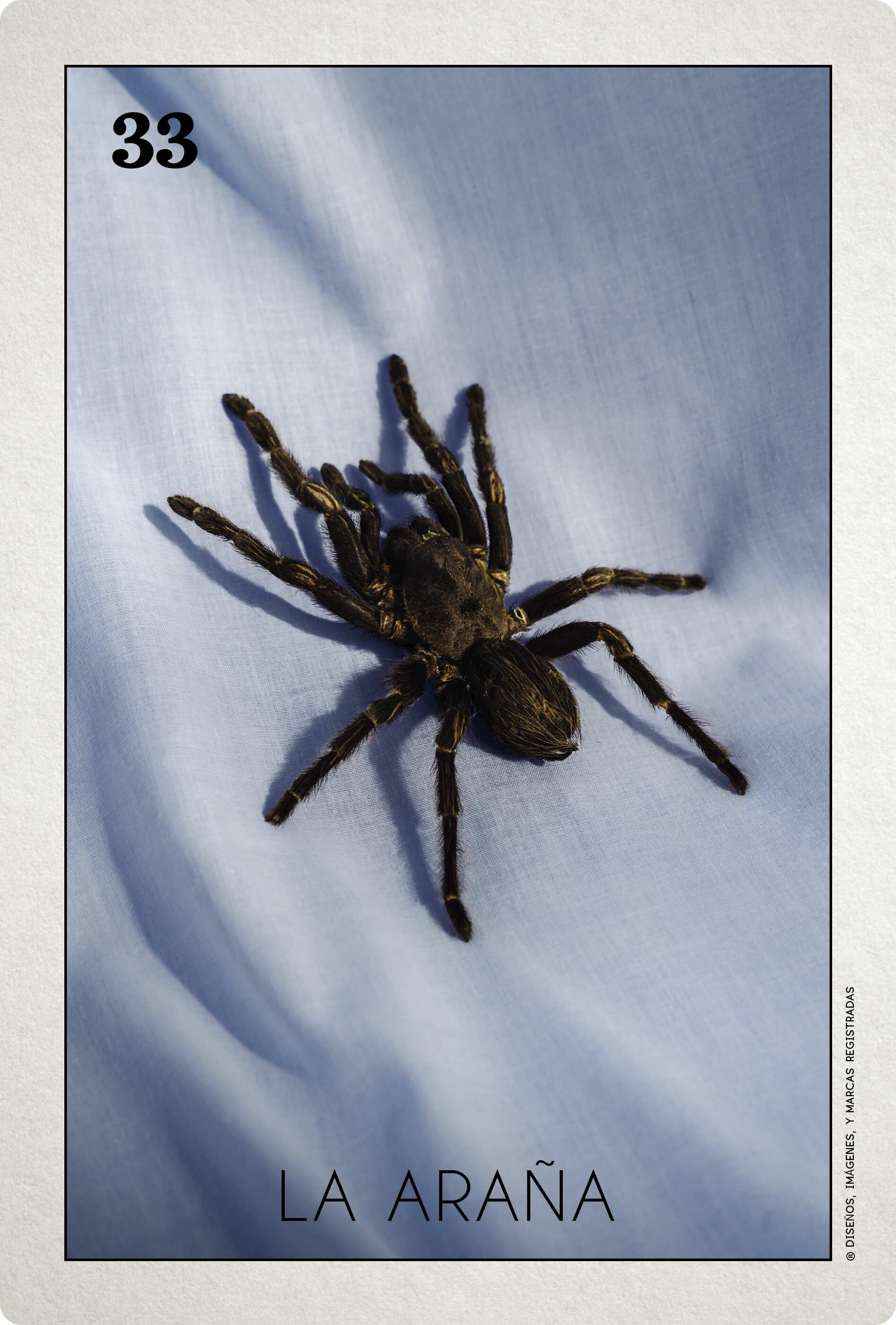 2021_Loteria_La Araña_06368_SITE copy.jpg