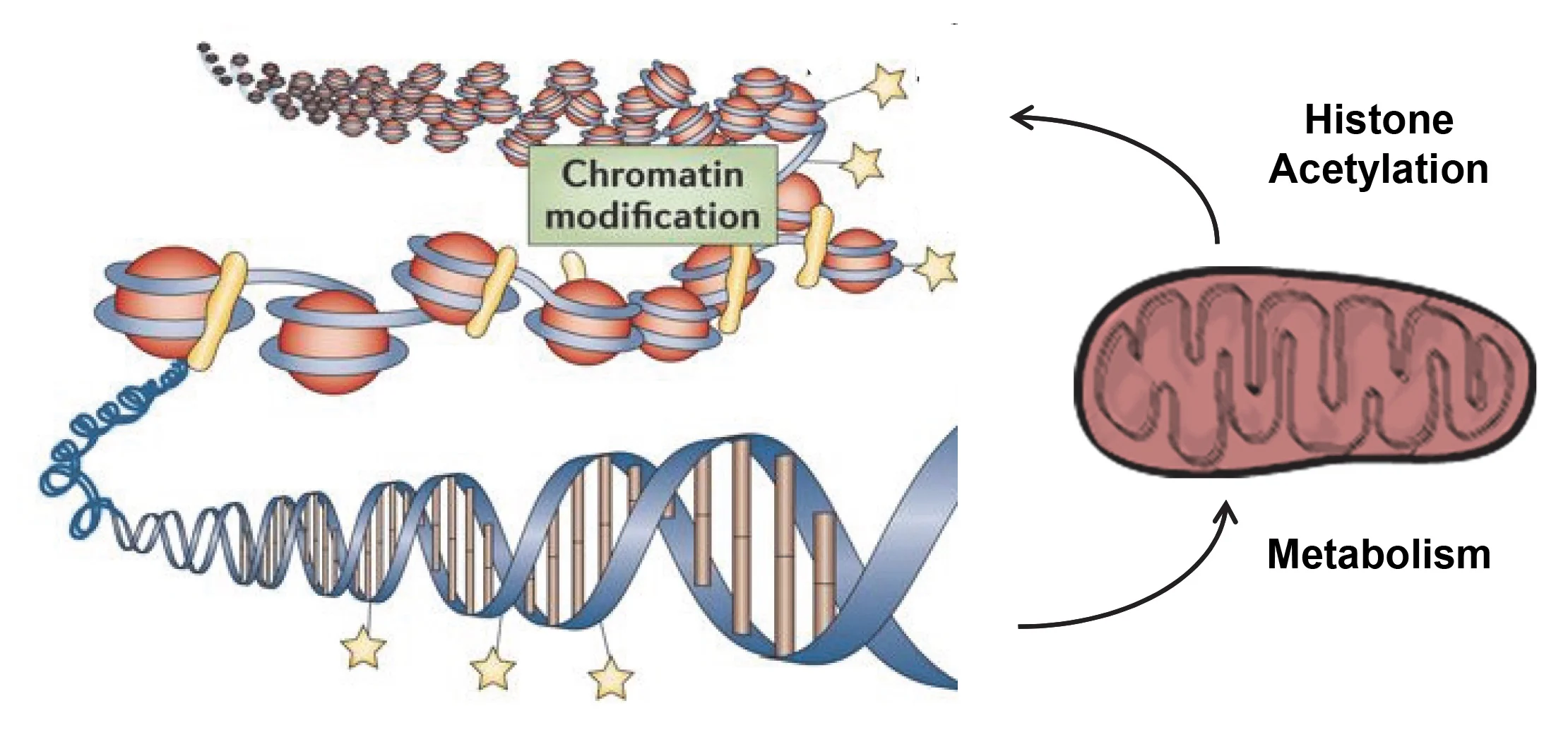 Network model of cancer metabolism and histone acetylation