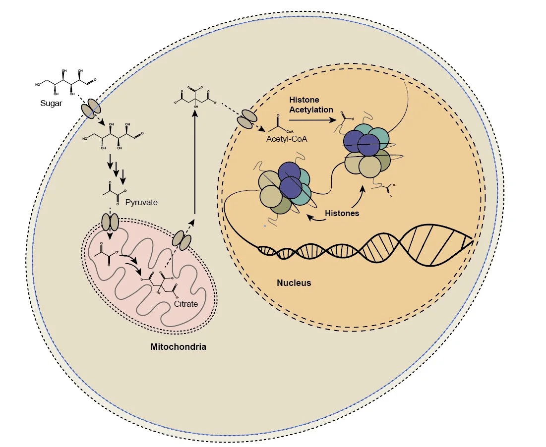 metabolism_histone_model.jpg