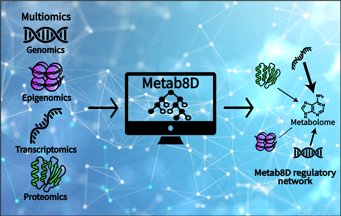 Metab8D:  An 8D model of Metabolism