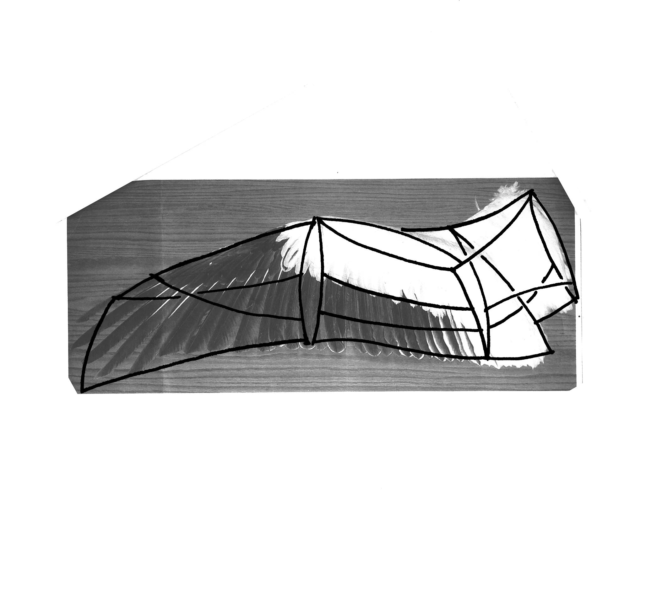 wing scan1.jpg