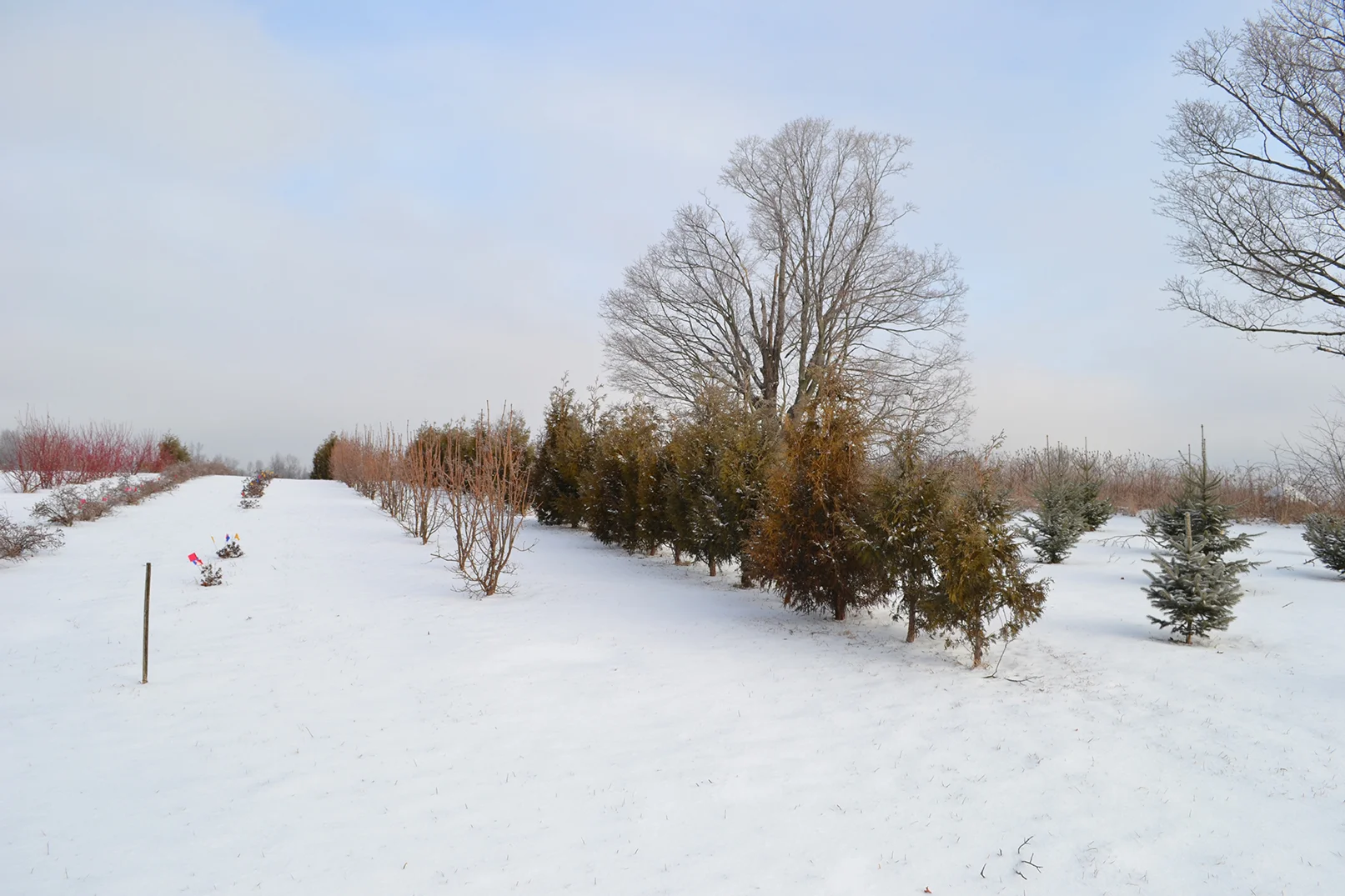 Viburnam  Arborvitae.JPG