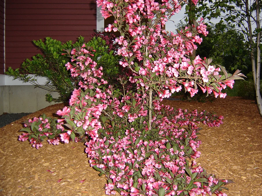 Wine  Rose.JPG