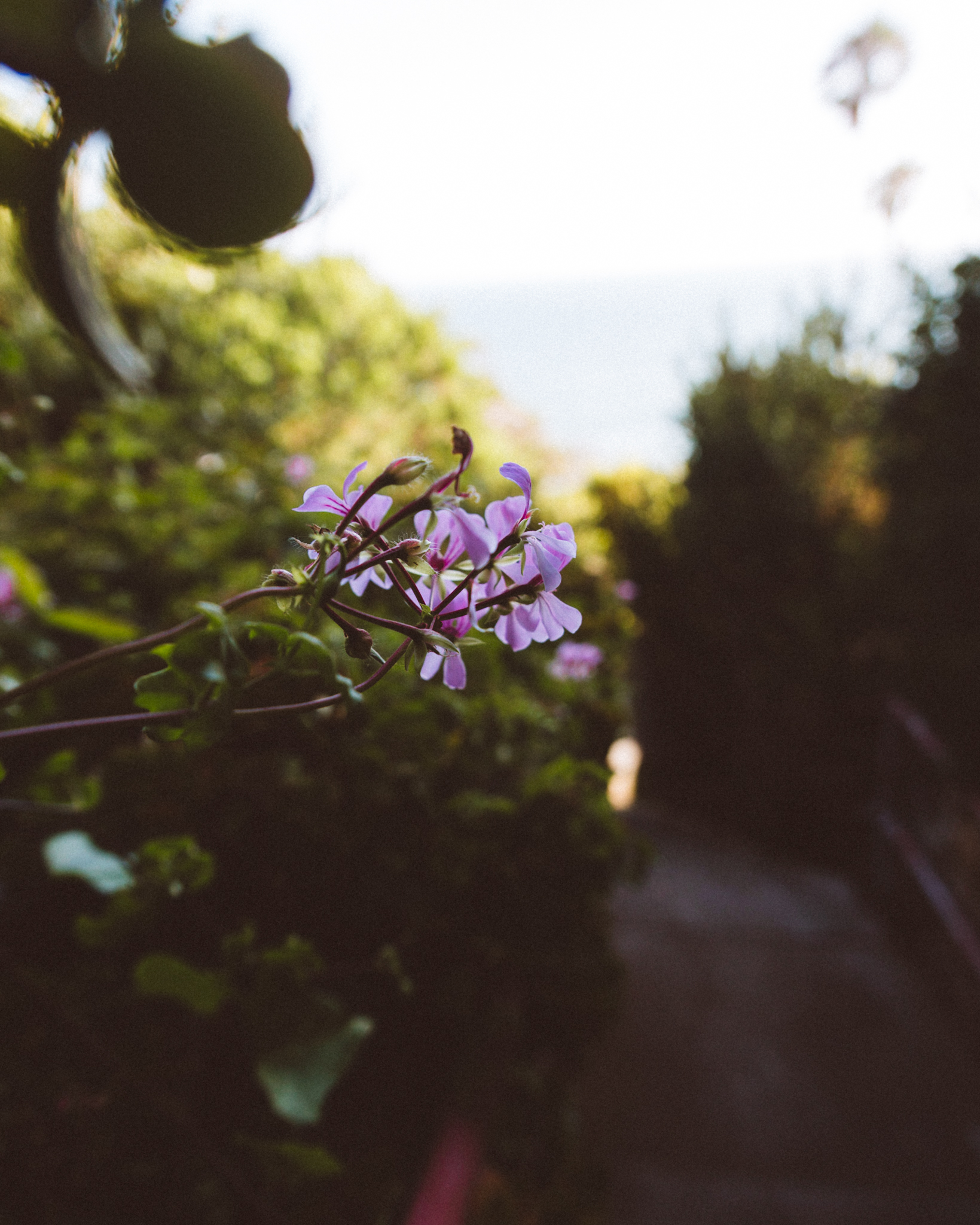 WALK6_PACIFICPALISADES_CASTELLAMMARE (1 of 1)-11.jpg