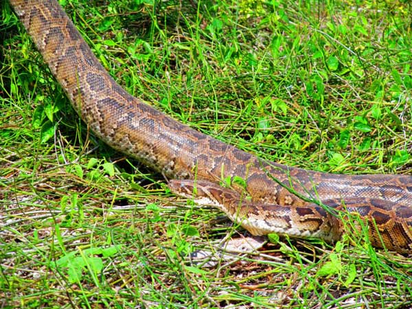  An boa constrictor illegally released into the wild. People buy them when they are small, without realizing their potential size. When they grow too big to handle, they are dumped in the swamplands. Not native to the area, they wreak havoc on the la