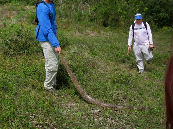  Just an example of how big these snakes can get when not confined to an aquarium tank.&nbsp; 