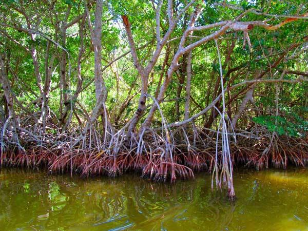  The Mangroves we were trying to protect, native plants to the Everglades.&nbsp; 