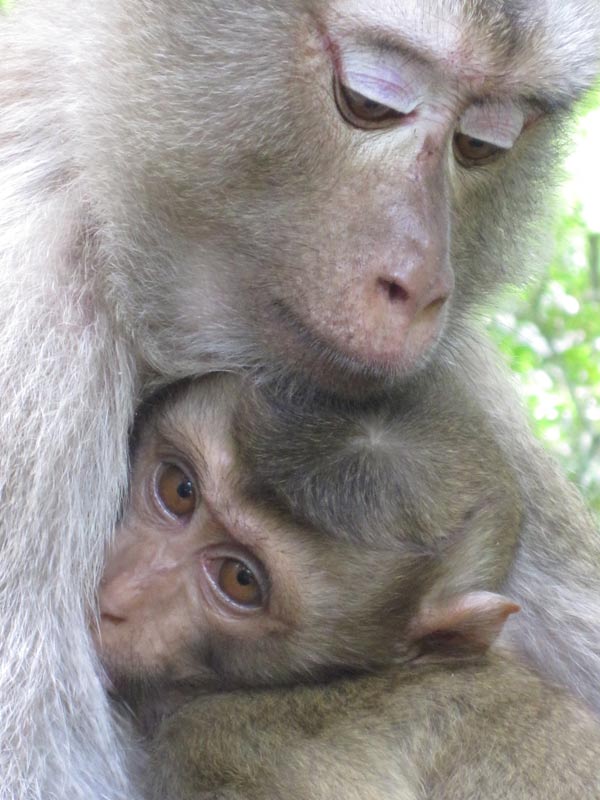  These macaques allowed met to get surprisingly close. A baby and his mother while hiking in a national park.&nbsp; 