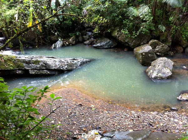  Jungle oasis. 