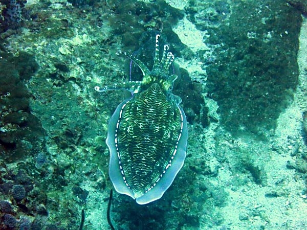  Mating cuttle fish. A dazzling display of lights and colors. One of the coolest creatures around. 
