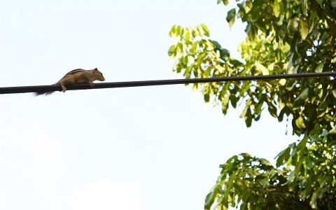 A homegrown terrorist scopes out his target: a portion of the electrical grid.