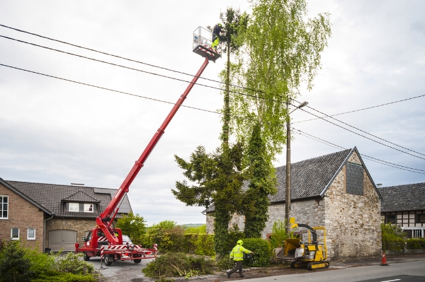 If you have a eucalpytus or other giant tree, have it pruned regularly and away from power lines.