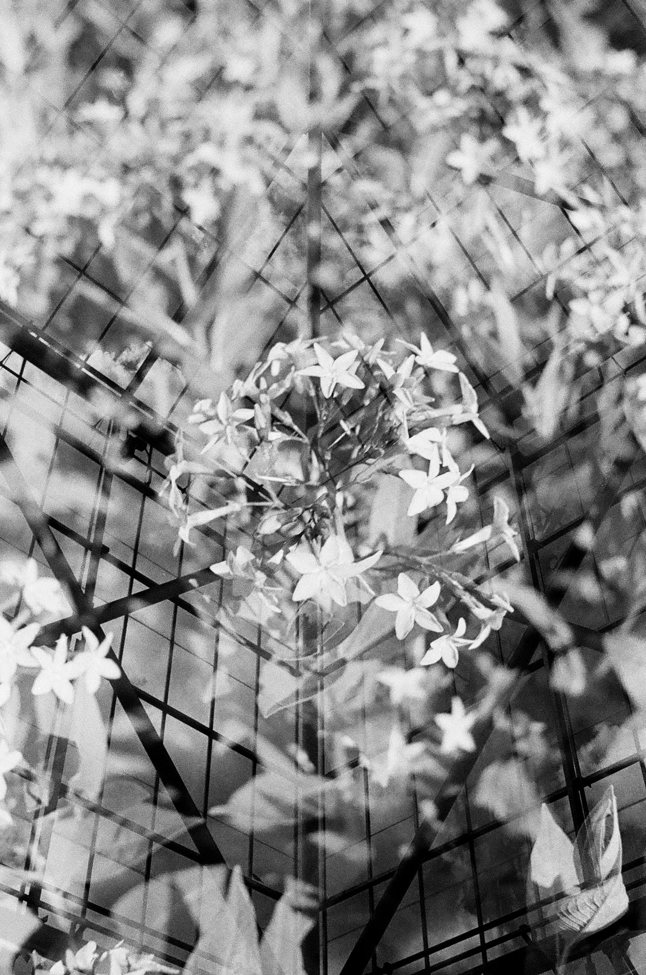 nolansepter bw double exposures-1.jpg