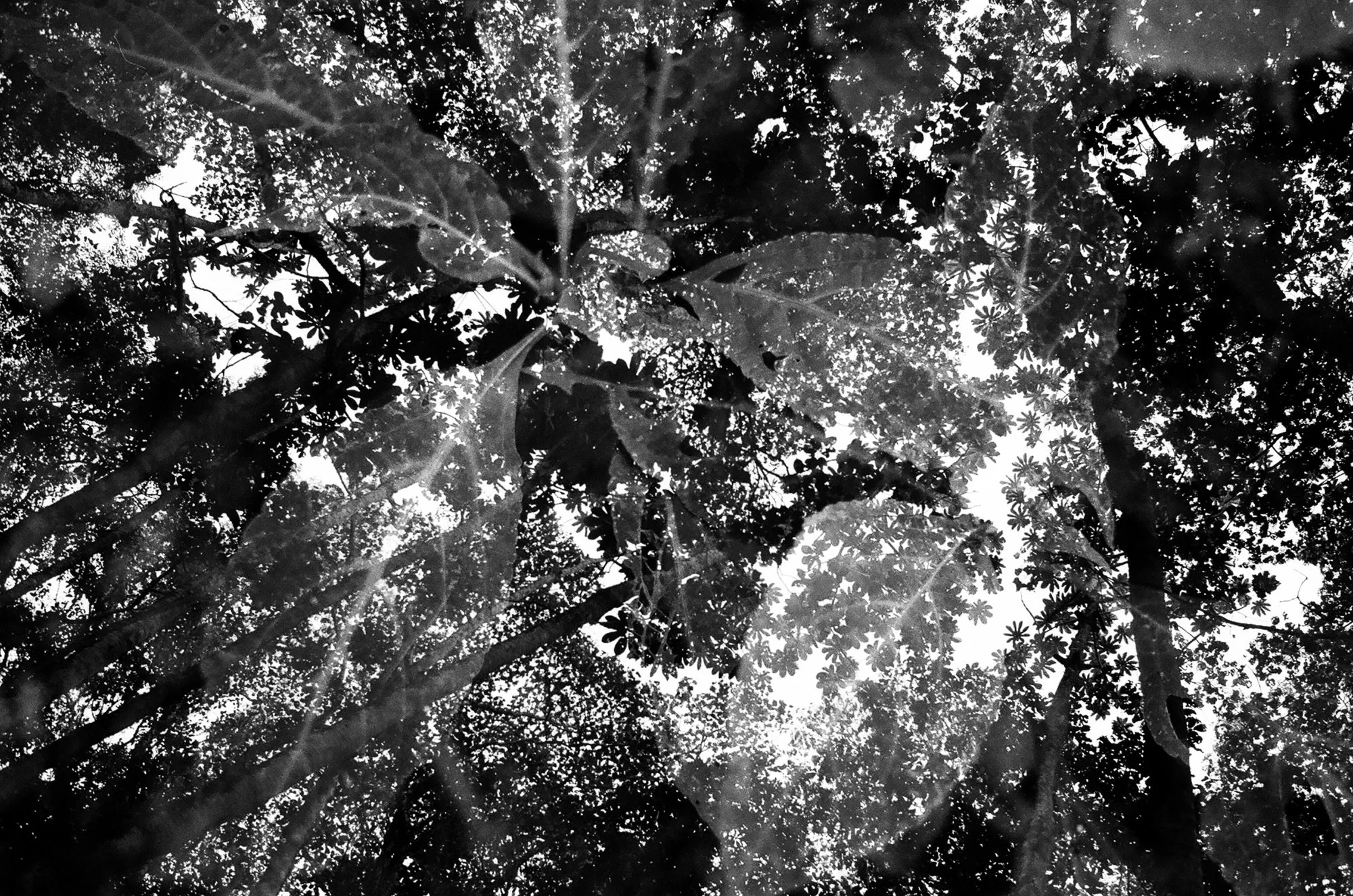 nolansepter bw double exposures-13.jpg