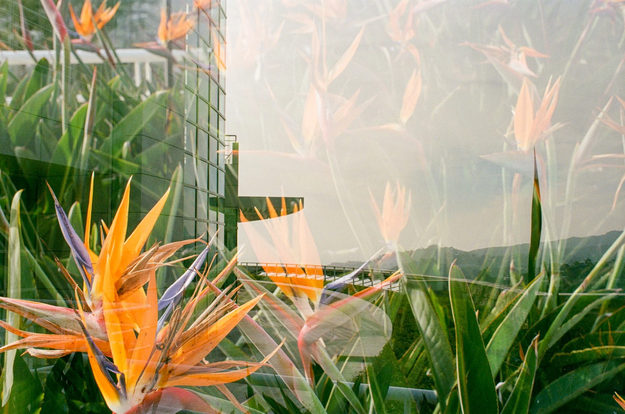 nolansepter color double exposures-4.jpg