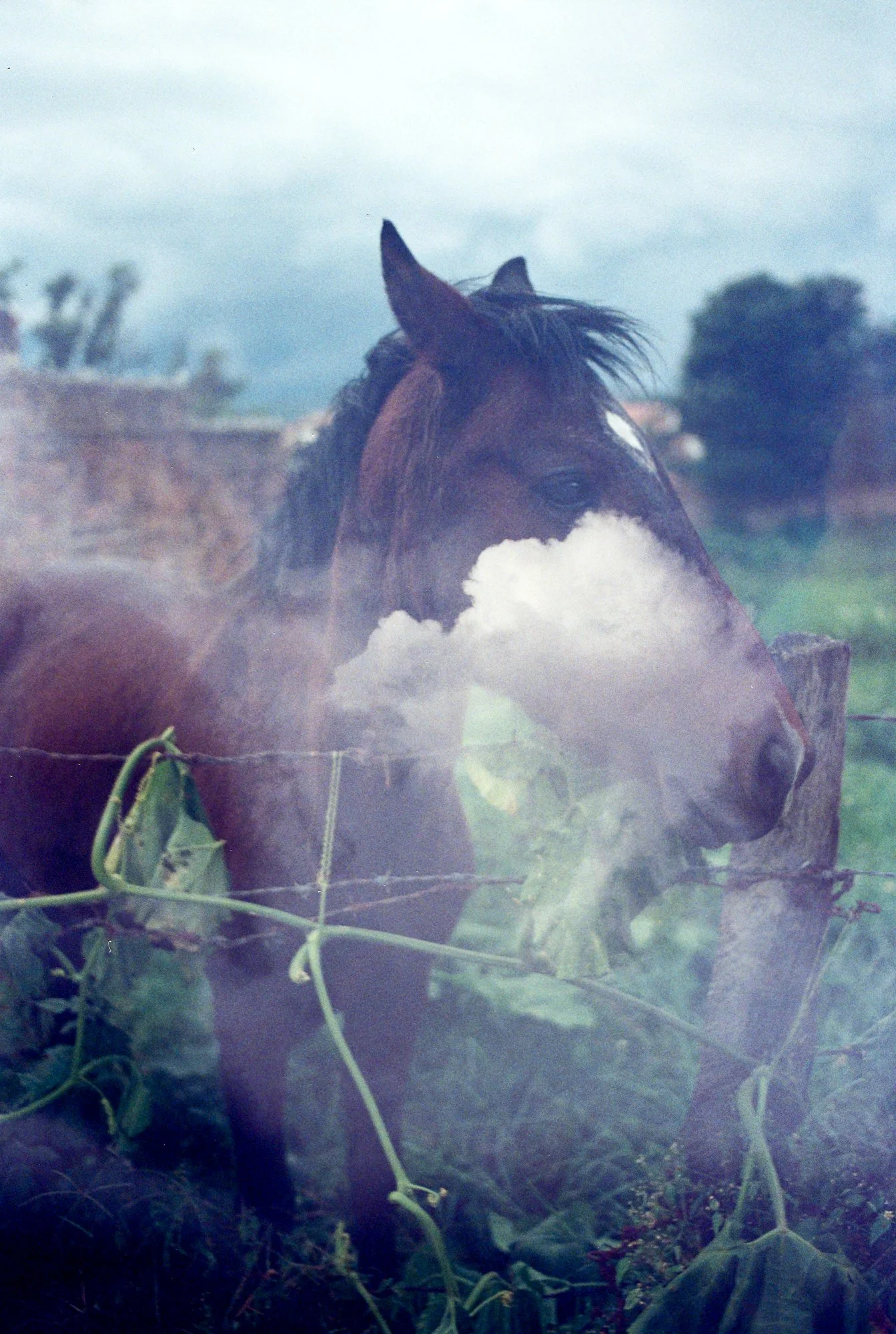 nolansepter color double exposures-13.jpg