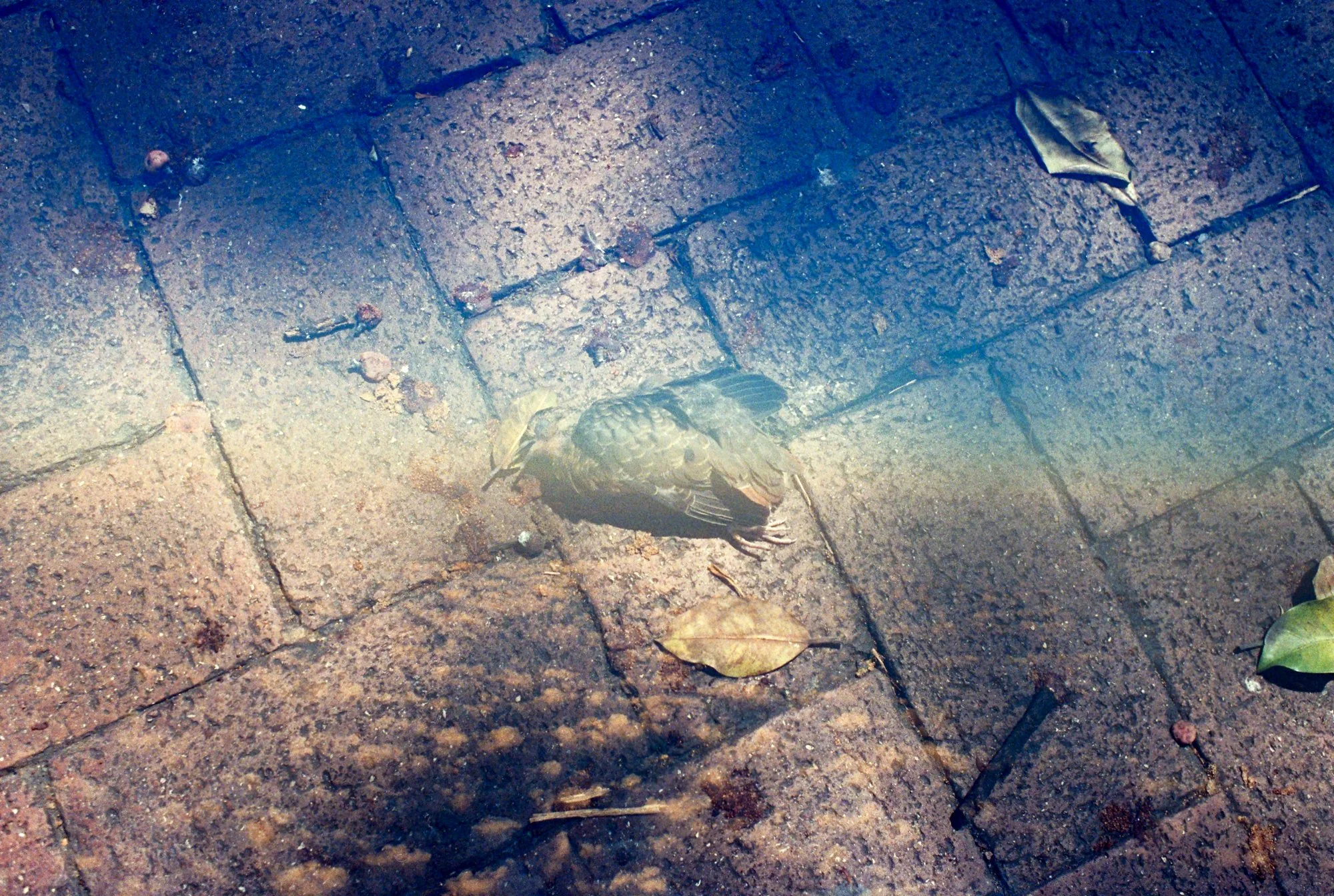nolansepter color double exposures-16.jpg