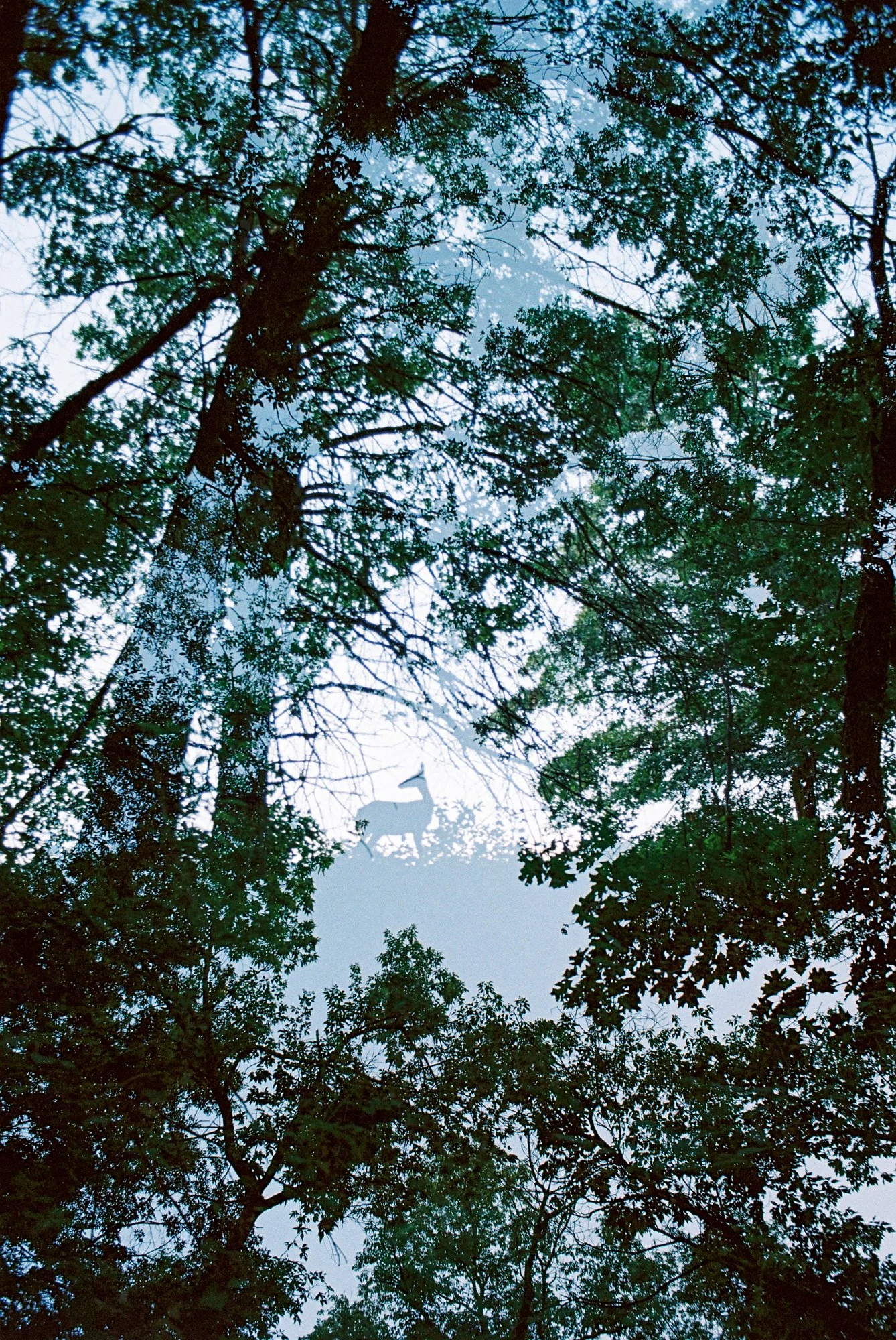 nolansepter color double exposures-22.jpg