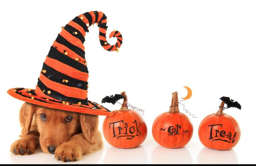 doggir-pumpkin.jpg