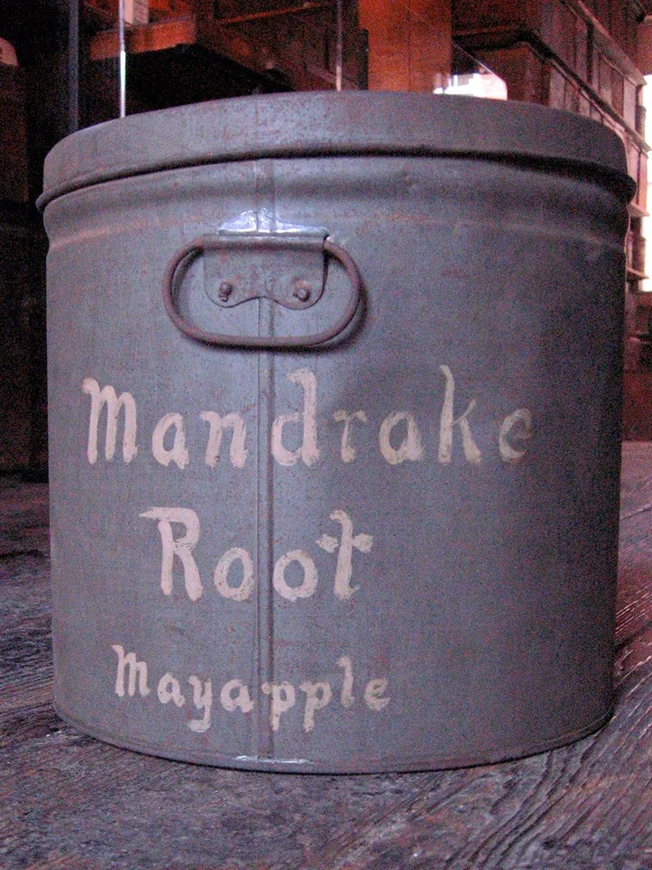 mandrake.jpg