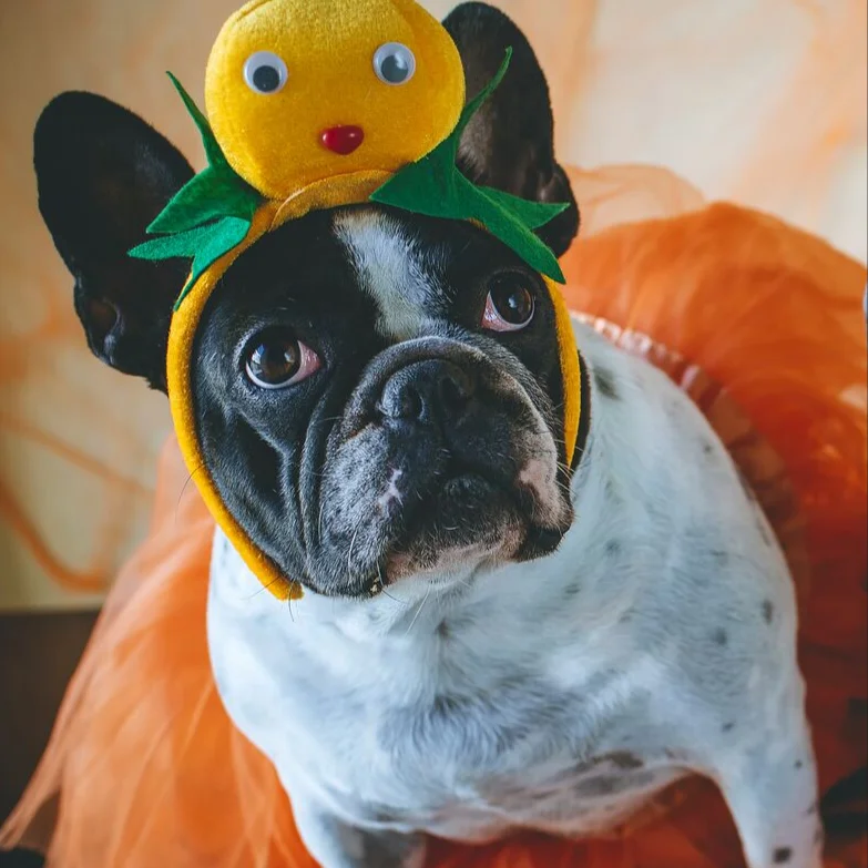 doggy.jpg