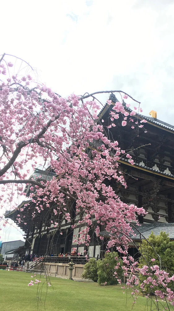 Tōdai-ji (東大寺) is a Buddhist temple complex in Nara that was once one of the powerful Seven Great Temples, located in the city of Nara- its Great Buddha Hall (大仏殿, Daibutsuden) houses the world's largest bronze statue of the Buddha Vairocana, known in Japanese as Daibutsu (大仏)