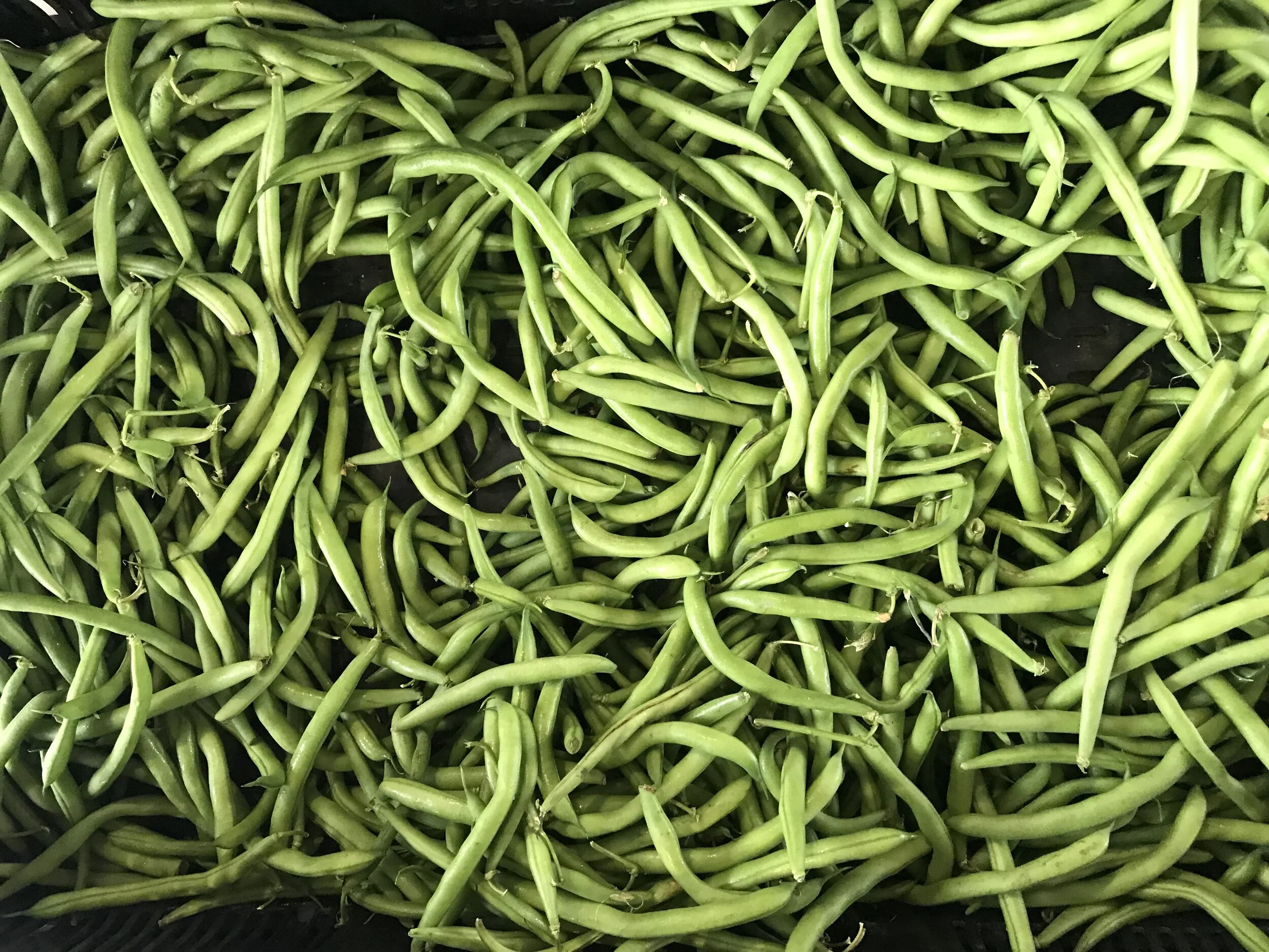 Green beans.JPG