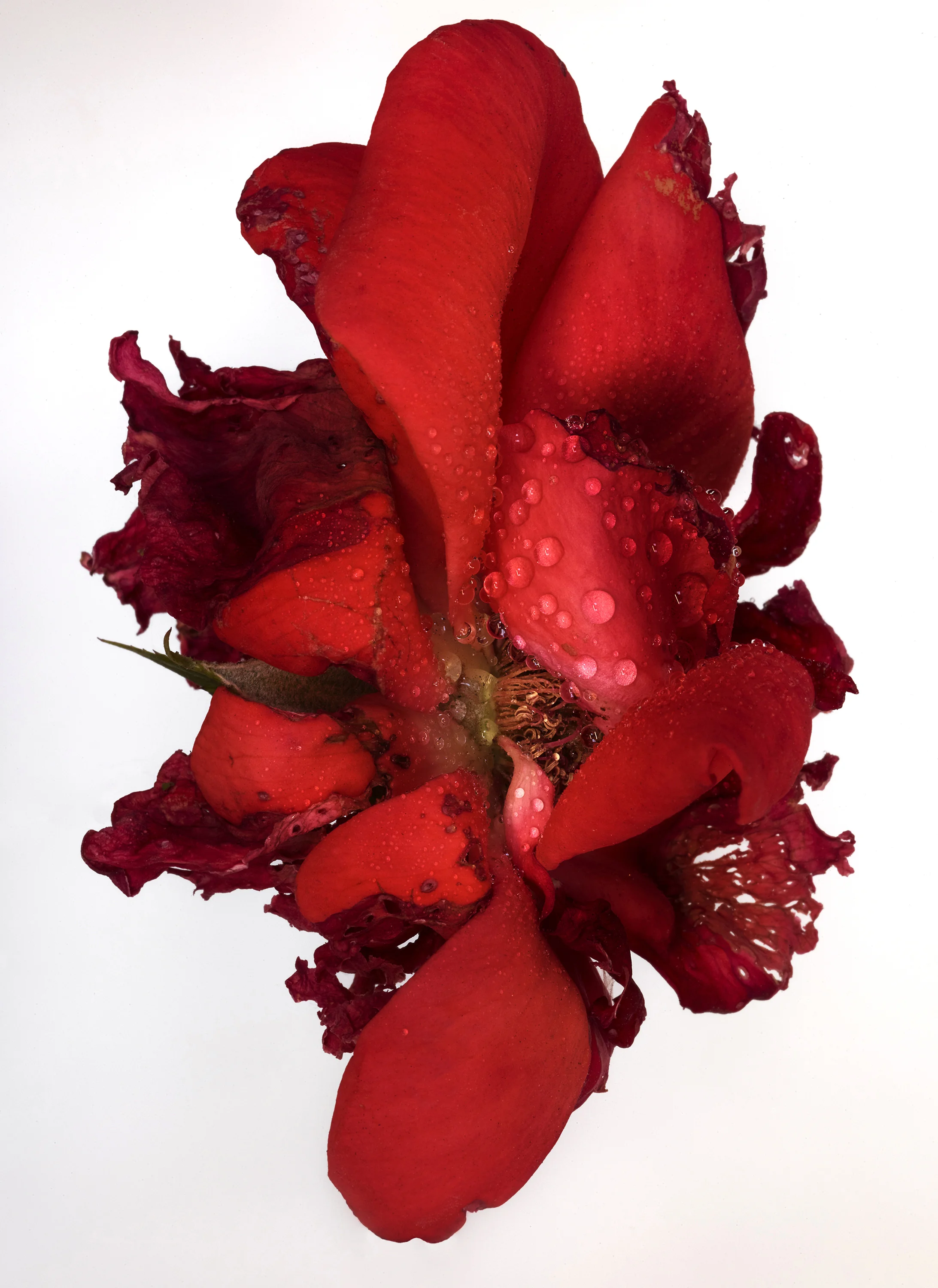Flowers61152021.jpg