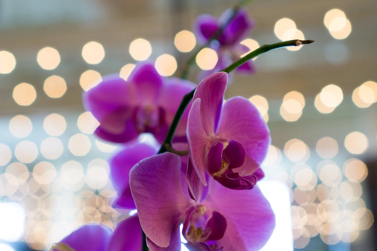 Orchid - host stand.jpeg