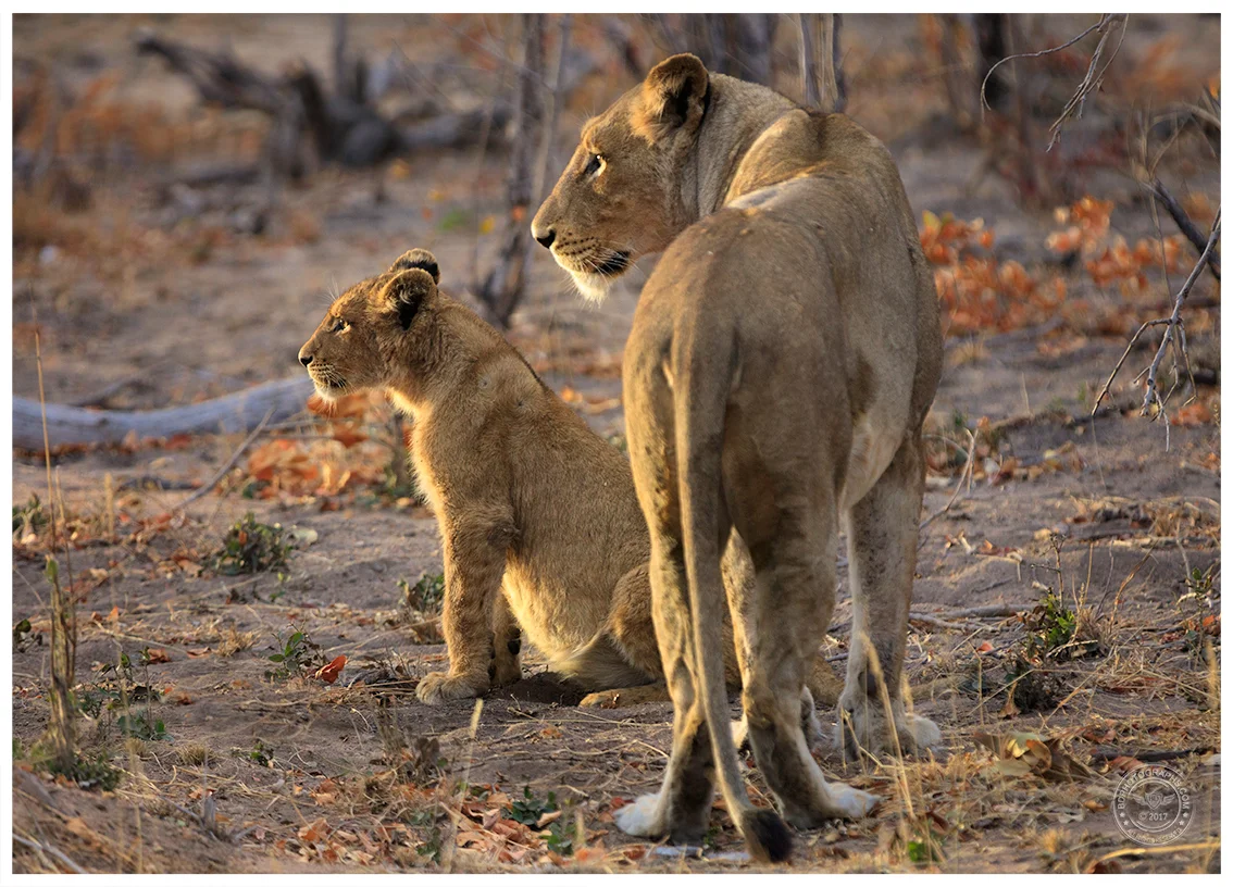 Lion-Mother-&-Cub.jpg
