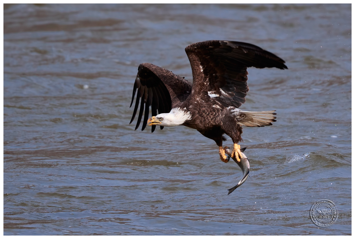 Eagle-w-fish-IV.jpg