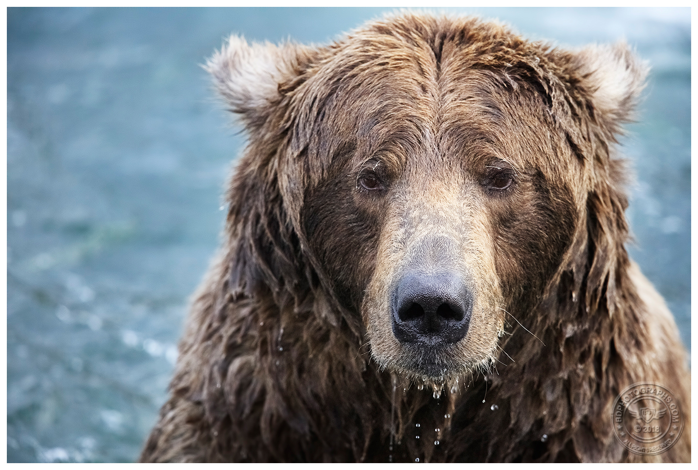 BrownBear.jpg