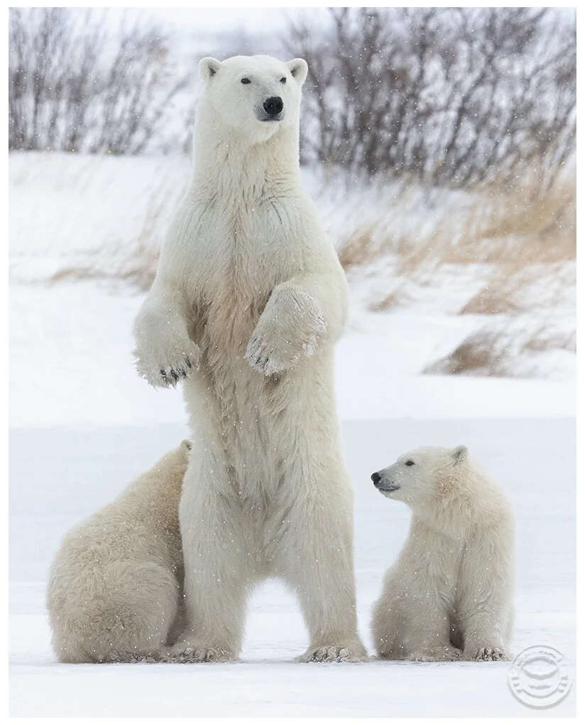 PolarBears.jpg