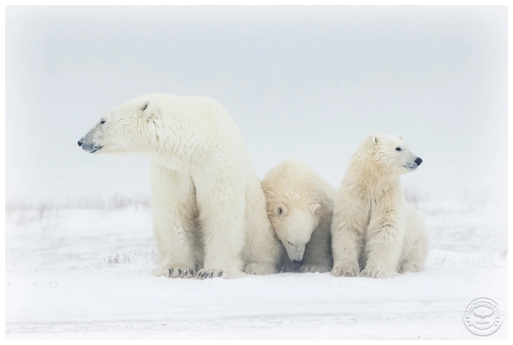 PolarBearFamilyBD.jpg