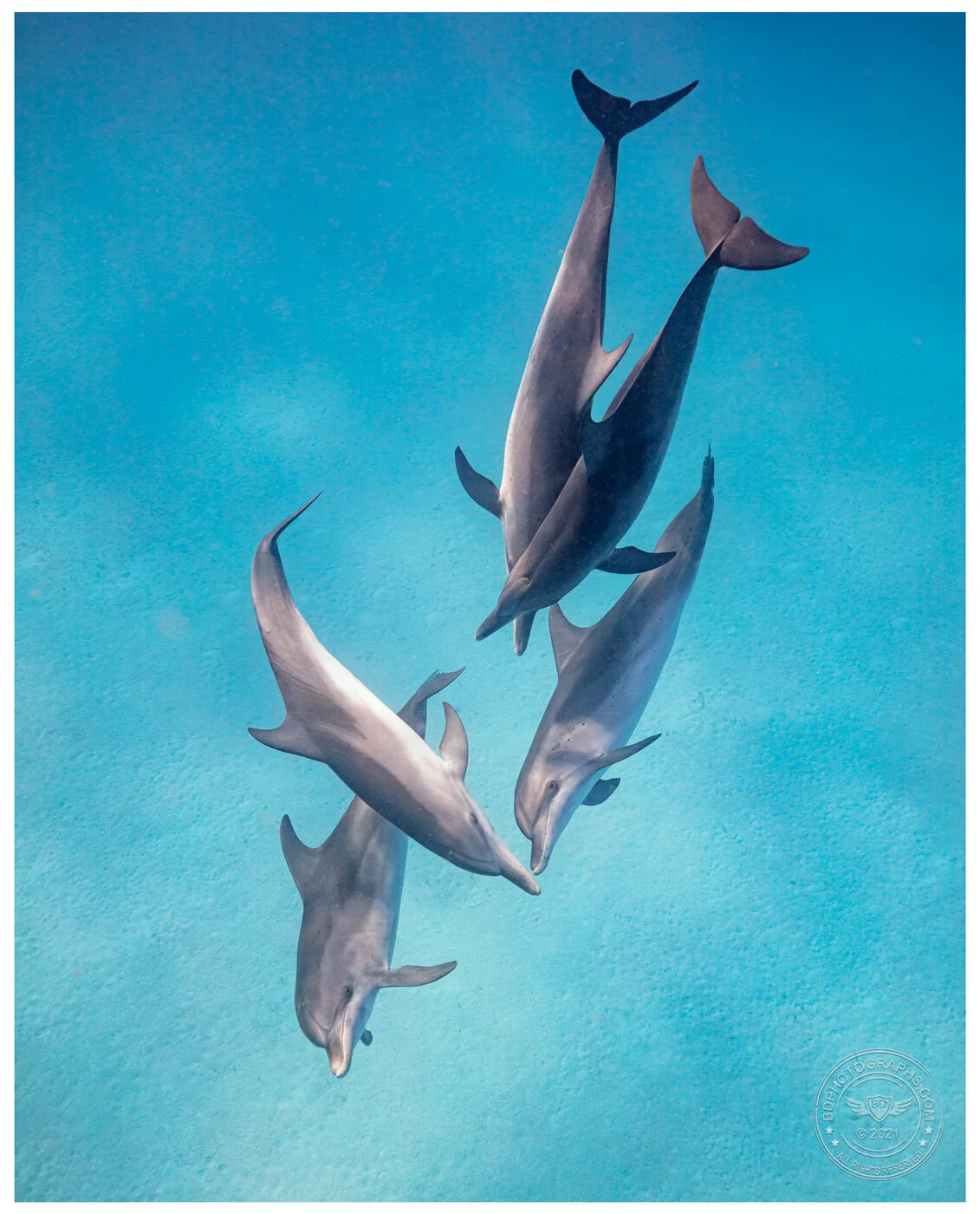 DolphinPodBDSite.jpg