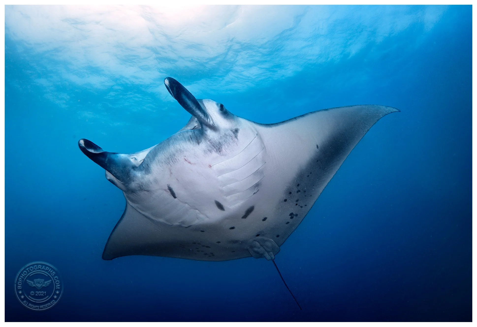 Manta.jpg