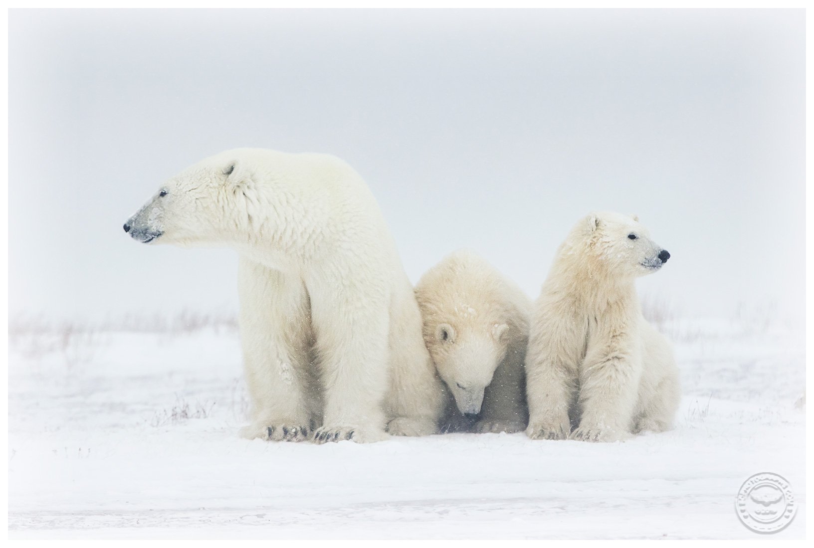 PolarBearFamilyBD.jpg
