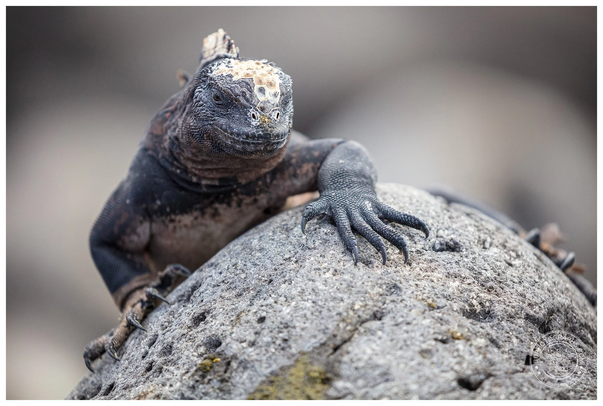 GPS_MarineIguana.jpg