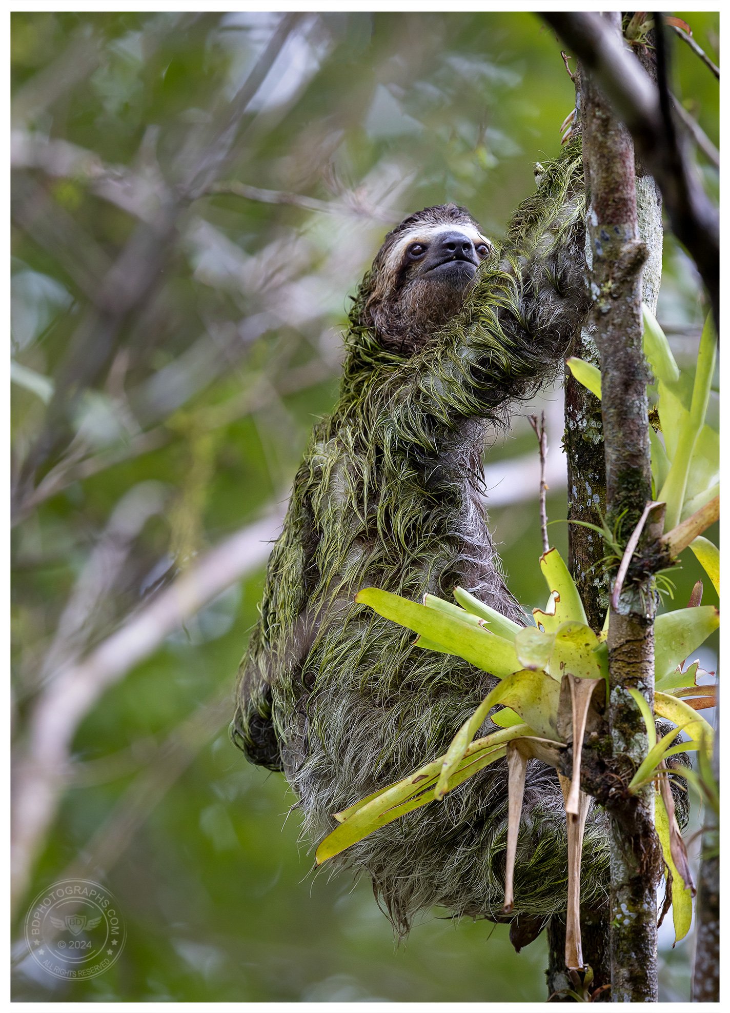 BD_Sloth.jpg