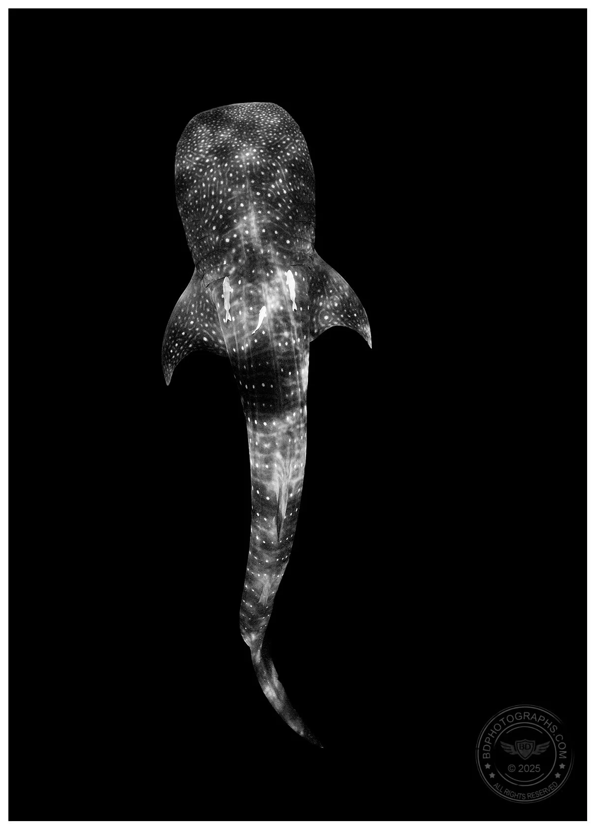 Whale_Shark_BW.jpg