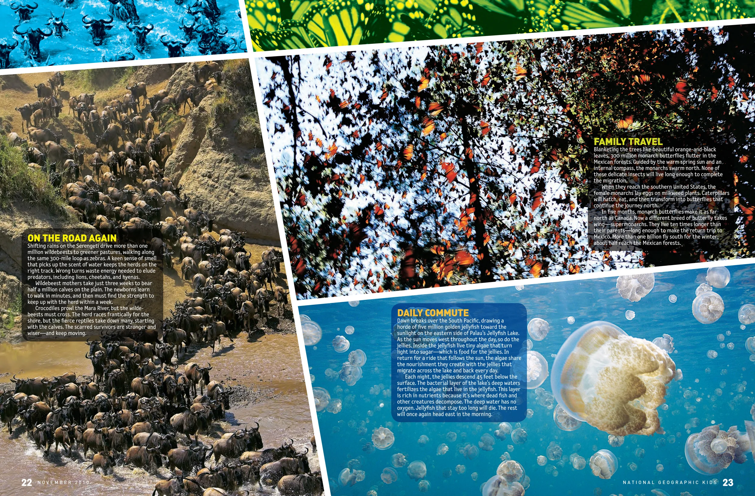 NGK-migrations 2.jpg