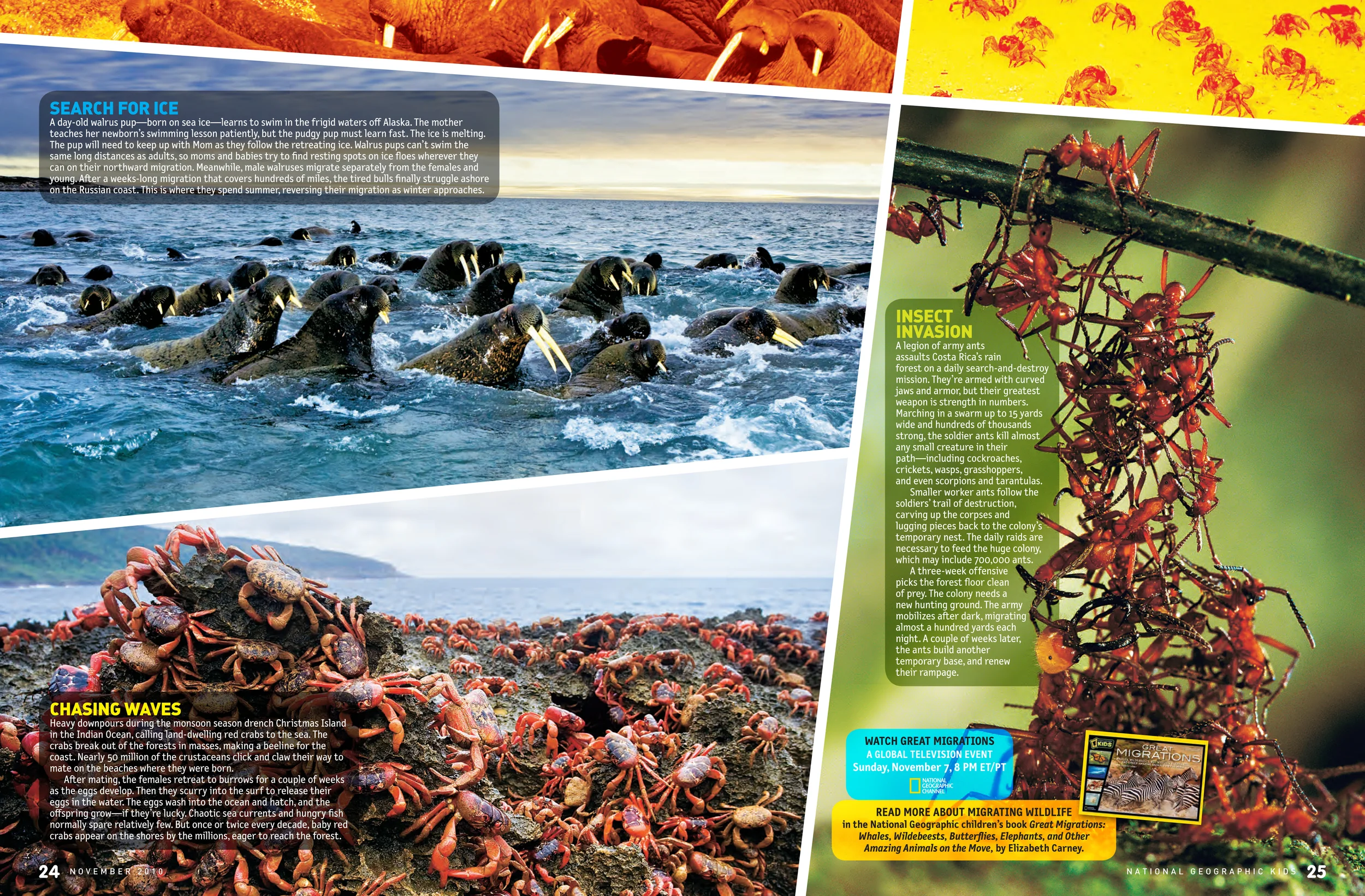 NGK-migrations 3.jpg