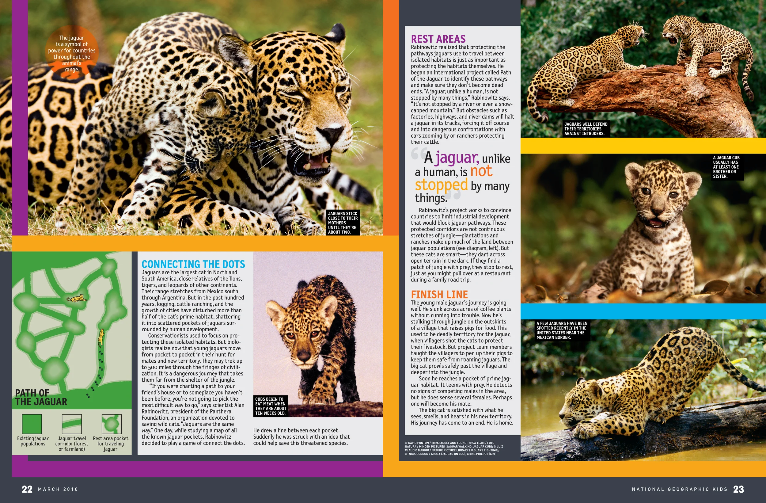 NGK - feature tiger2.jpg