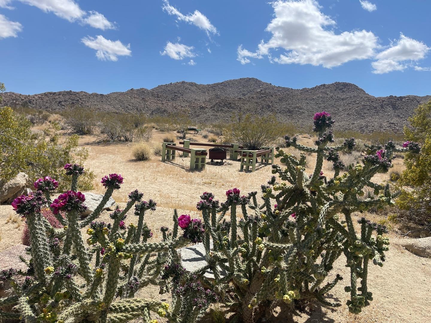 Cactus blooms a plenty!  So many flowers and buds ready to smile at you.  Book your stay and watch the magic! 

#desertbreezeoasis #twentyninepalms #visit29palms #joshuatreenationalpark #cacti #cactus #jtvh #jtnp

Planning your visit? Follow us or DM