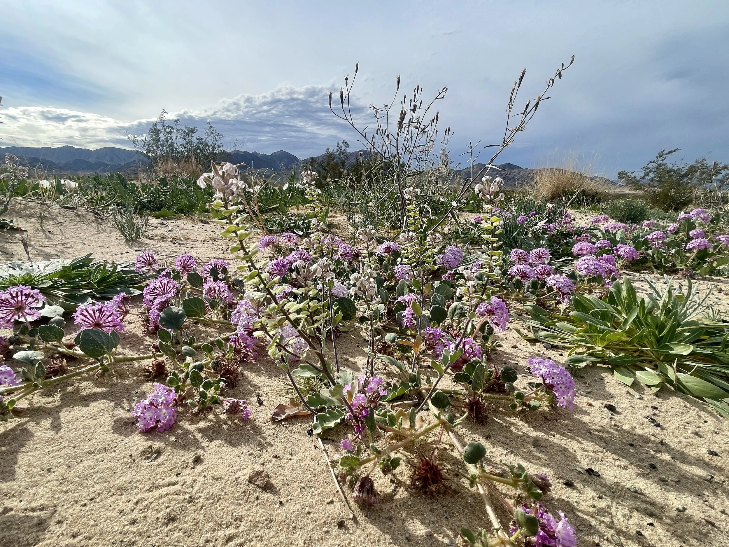 Winter Wildflowers Are Waking || Time to Chase the Bloom!