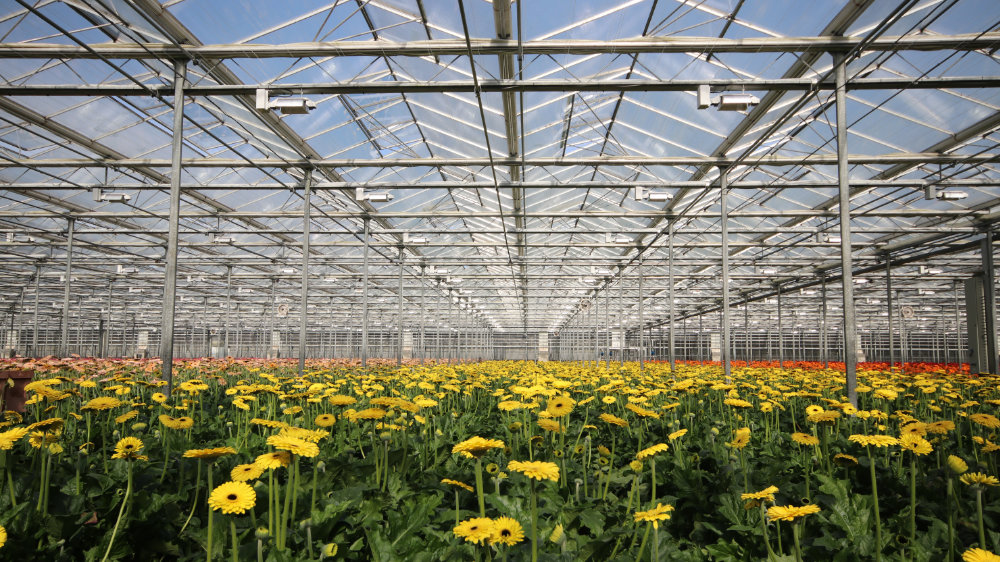 products-horticulture-led-yellow-daisies.jpg
