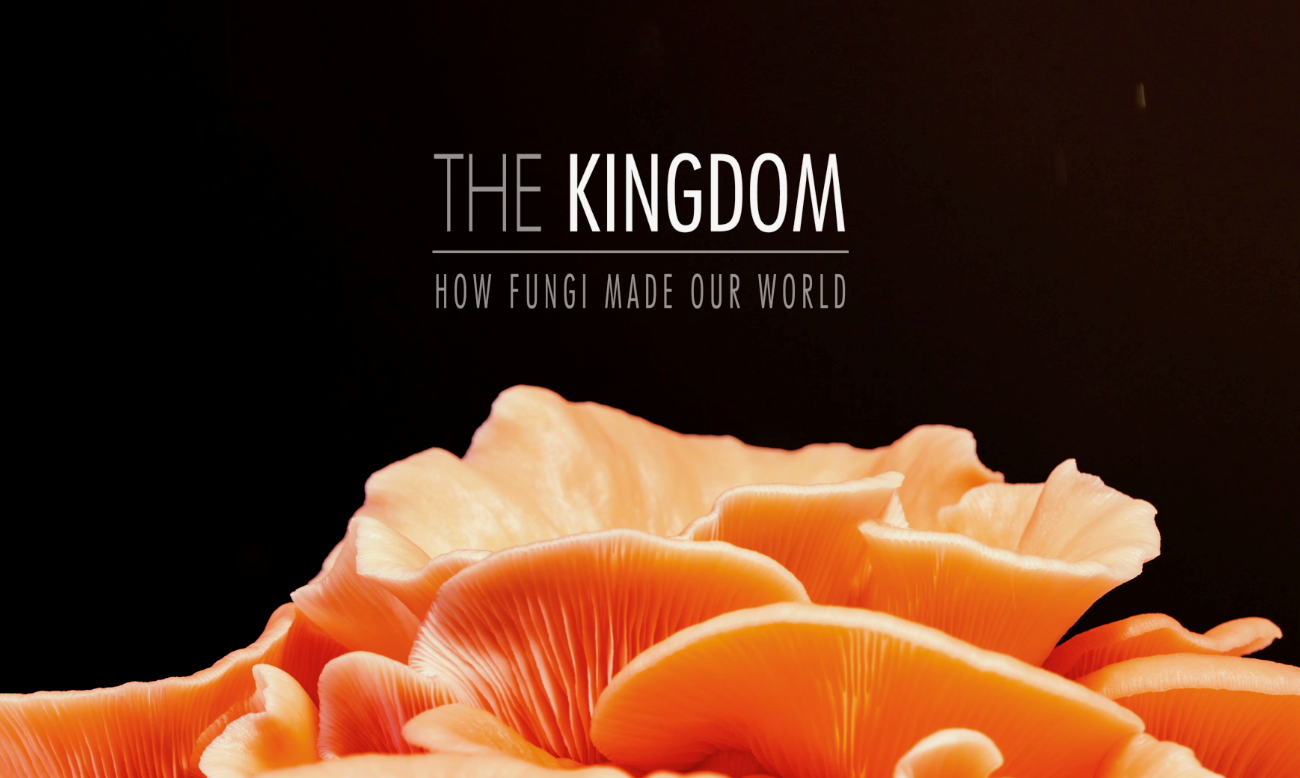 The-Kingdom.png