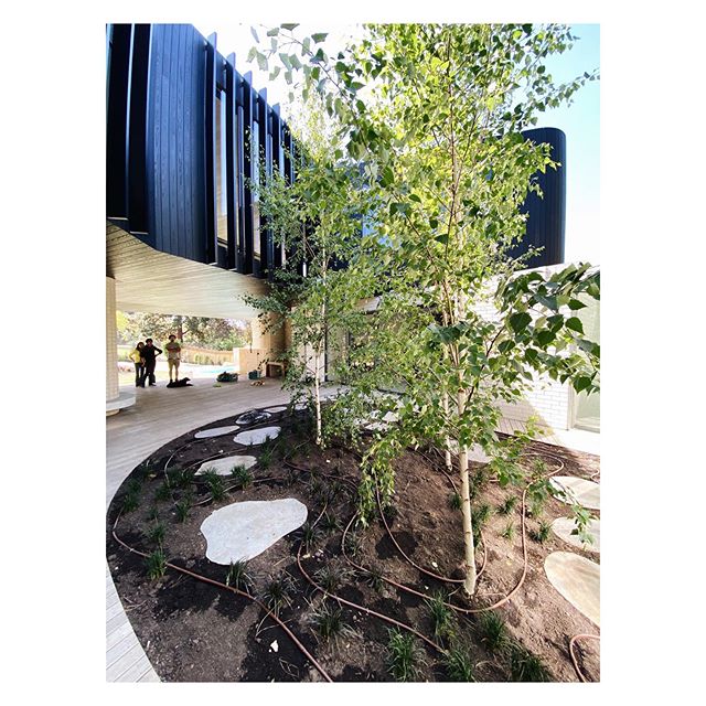 The trees have landed in the courtyard. Really completes the space, can&rsquo;t wait for the rest of the garden to come in
.
.
.
Garden design by @bushprojects 
Landscaping by @lucidalandscapes 
Construction by @visioneerbuilders .
.
.
#architecture 