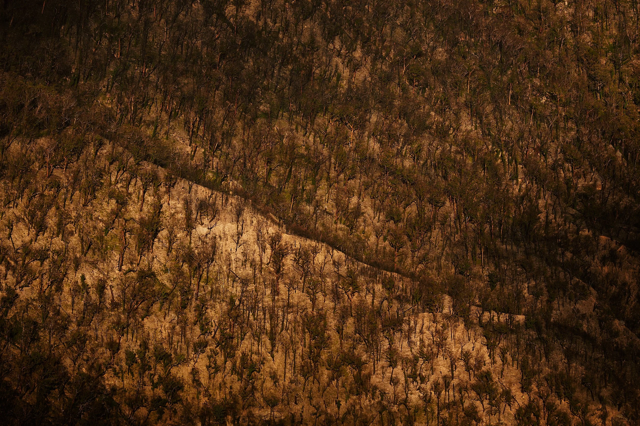 Blue Mountains Australia Landscape Photographic Prints_V5A8860.jpg