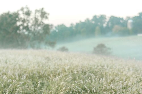 Mist in the fields.jpg